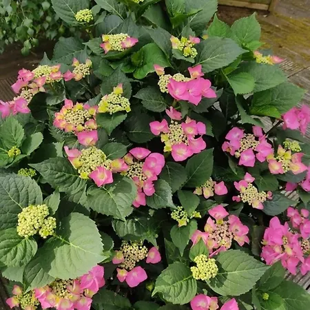 Διαμέρισμα Appartementhaus Rosengarten - A3 Neustadt in Holstein