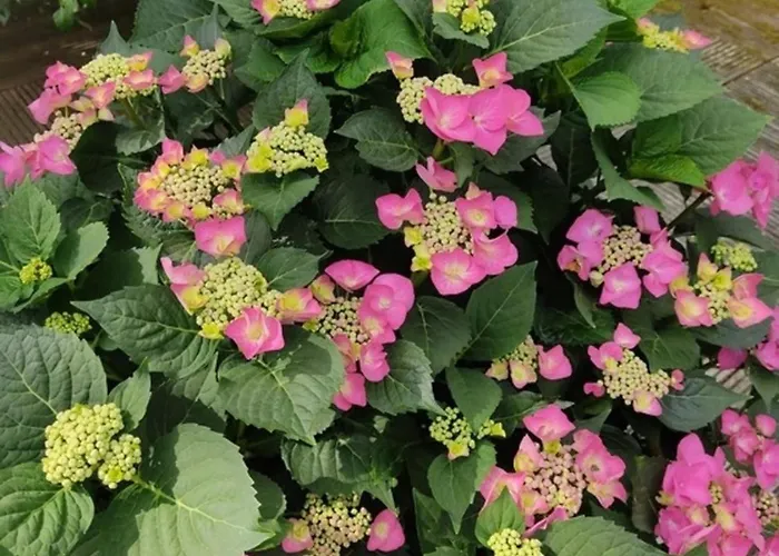 Apartamento Appartementhaus Rosengarten - A3 Neustadt in Holstein